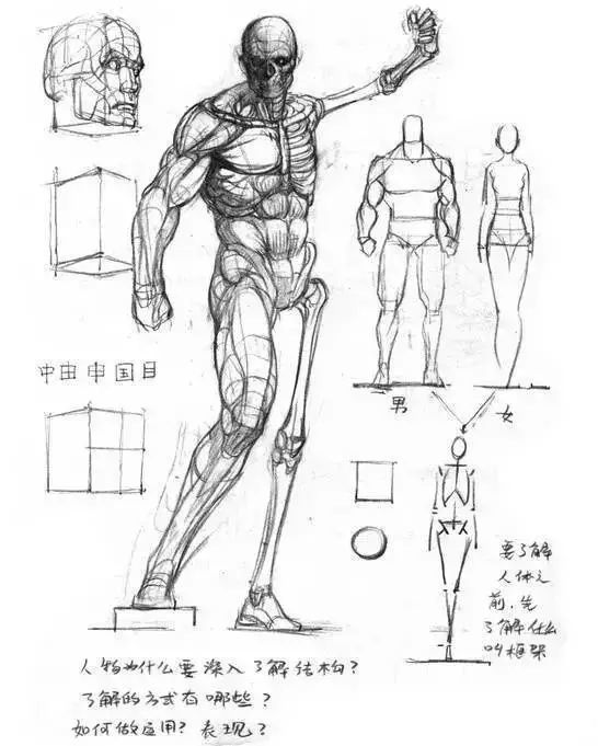 人体结构绘画教学 最新版 绘画技巧）超详细的人体结构绘画教程！_绘学霸