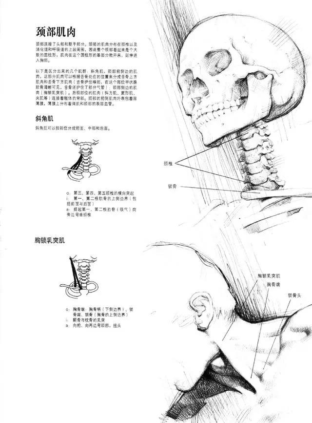 绘画基础知识：画素描有什么技巧？需要注意哪些点？
