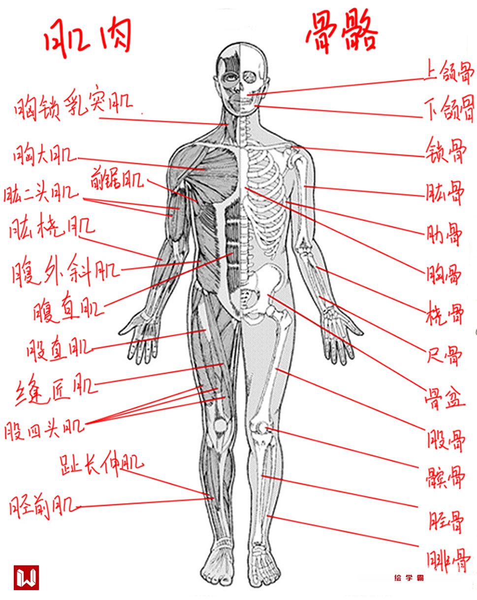 人体上半身解剖图图片